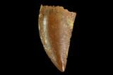 Serrated, Raptor Tooth - Real Dinosaur Tooth #130332-1